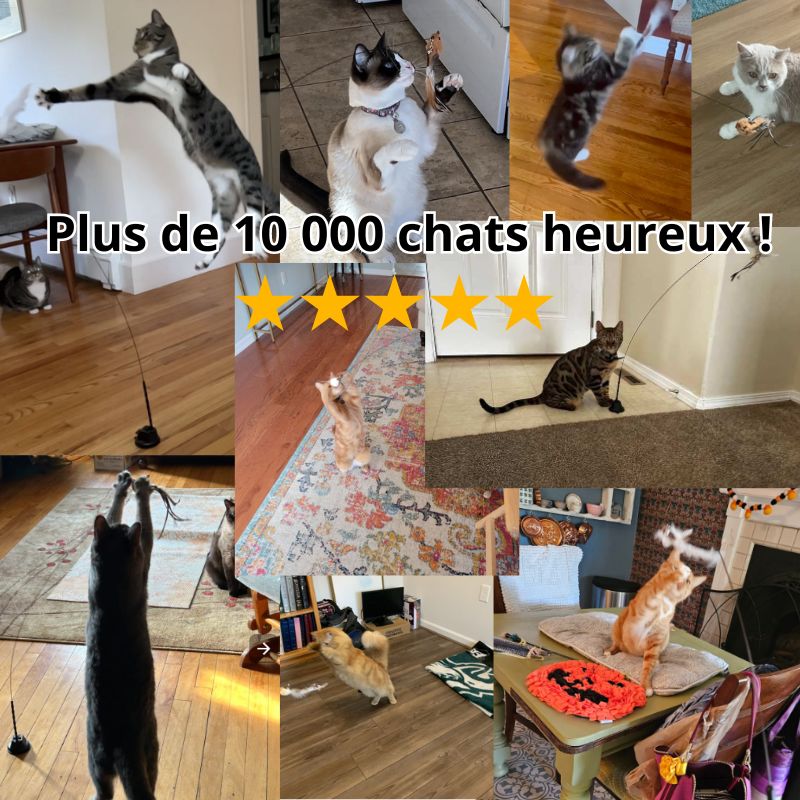 Jouet Chat Oiseau BirdFamily