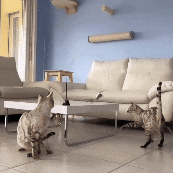 Jouet Chat Oiseau BirdFamily