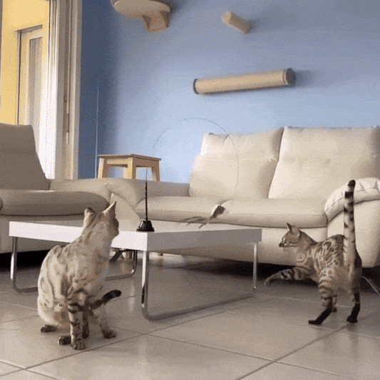 Jouet Chat Oiseau BirdFamily