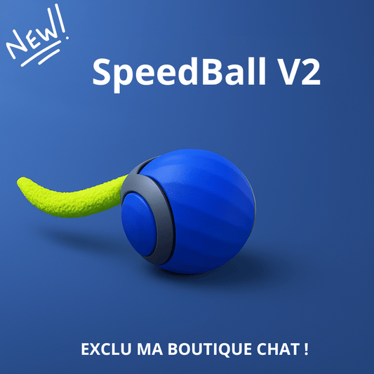 https://cdn.shopify.com/s/files/1/0647/7493/0696/files/JouetchatMaBOUTIQUECHAT.png?v=1744208460