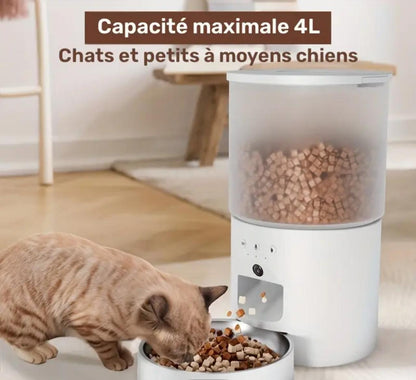 Distributeur automatique de croquettes pour chat